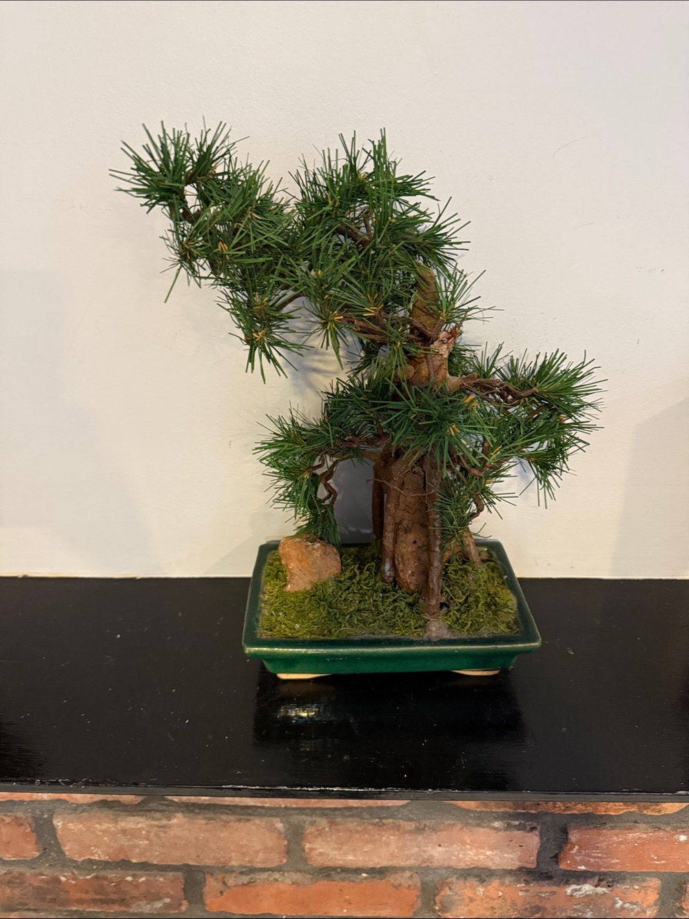 Green Mini Bonsai Tree in Green Ceramic Pot